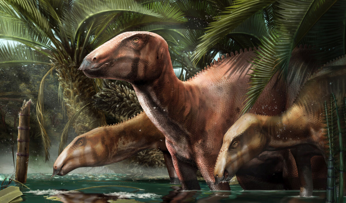 Dinosaurs brought to life by scientific illustrator Davide Bonadonna. 