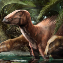 Dinosaur “cemetery” found in Italy