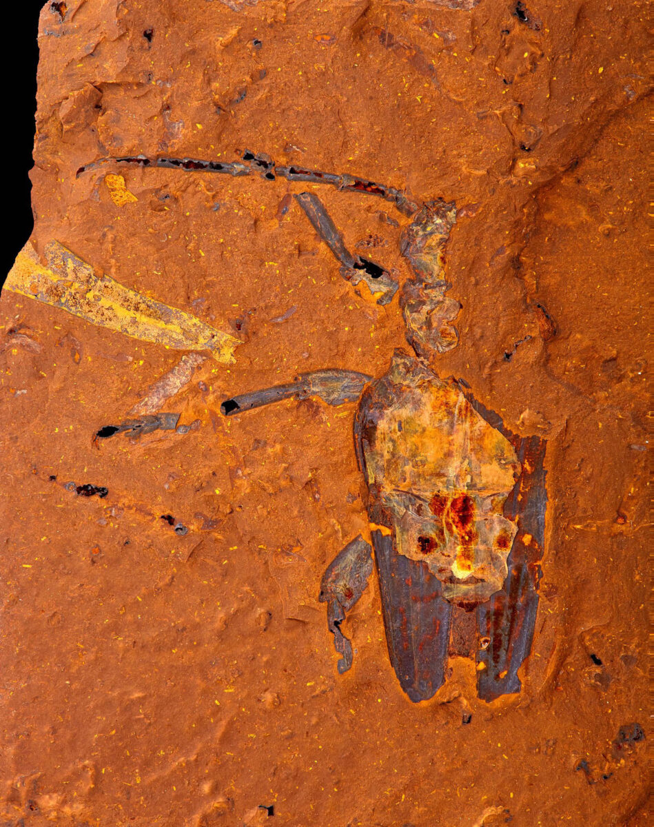 Ancient fossil, Longhorn beetle. © Michael Frese.