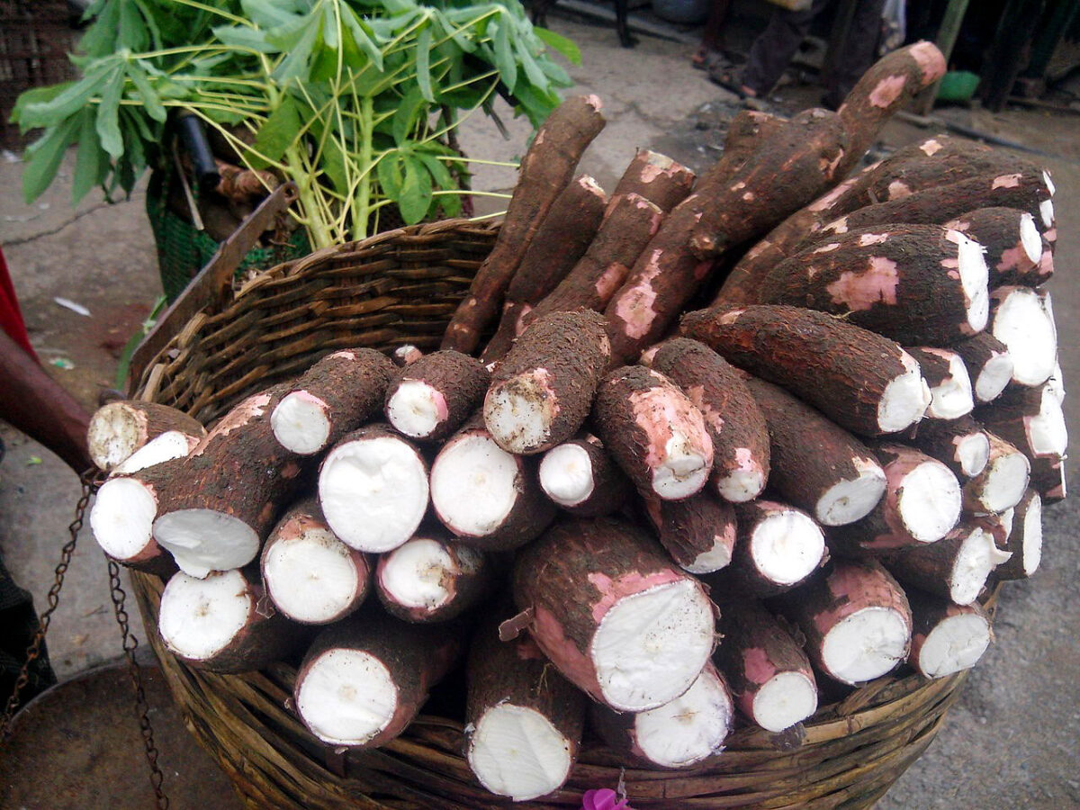Cassava, a drought-resistant edible plant grown by the ancient Maya.(Thamizhpparithi Maari)