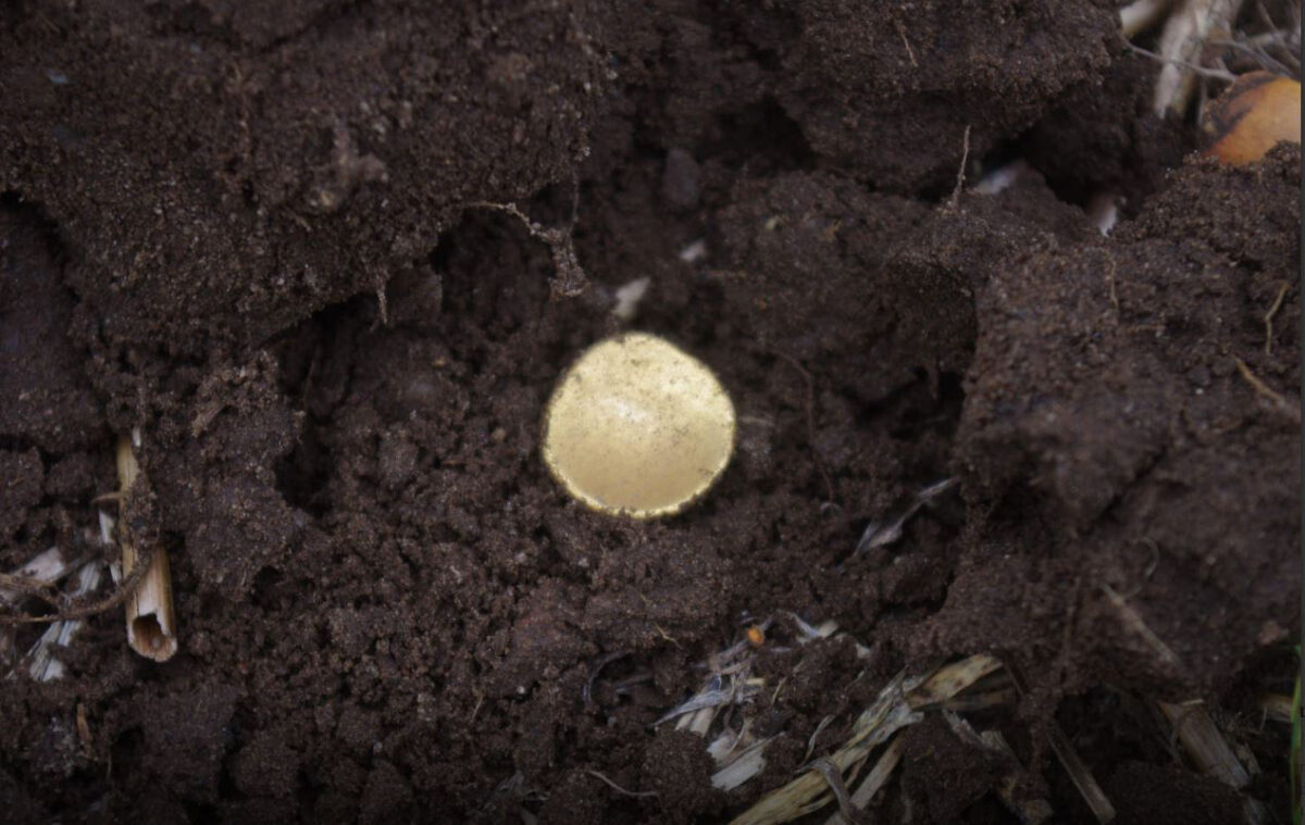 Celtic gold coin in situ. Image: W. Herkt