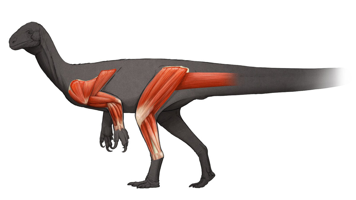 Limb muscles of the Bristol dinosaur, Thecodontosaurus antiquus. Image credit:
Artwork by Gabriel Ugueto