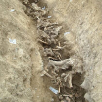 Exceptional faunal assemblage discovered on the N2 Kilshane excavation