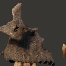 350 years old remains in a Stone Age site in Portugal