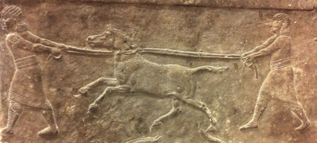 Nineveh panel: “hunting wild asses” (645-635 BCE) (British Museum, London). © Eva-Maria Geigl / IJM / CNRS-Université de Paris