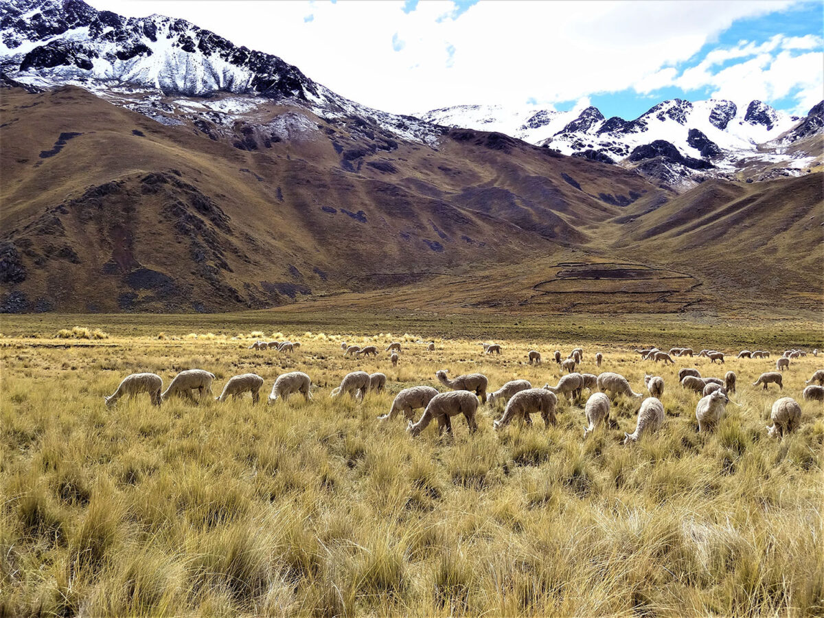 Highland elevation in the Central Andes. Pastoral animals, including alpacas, made up most of highlanders’ diets. Photo credit : Kurt Wilson
