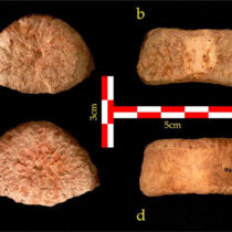 Ancient human vertebra discovered in Jordan Valley
