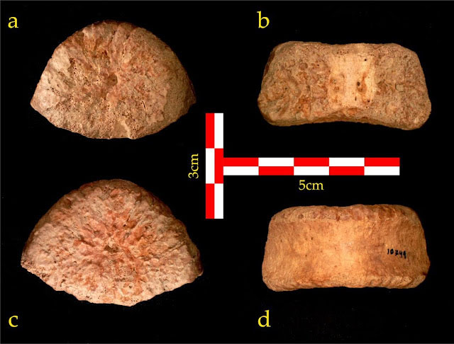 A top (a), rear (b), bottom (c) and front (d) view of the vertebra discovered at 'Ubeidiya.
Credit: Dr. Alon Barash, Bar-Ilan University.

