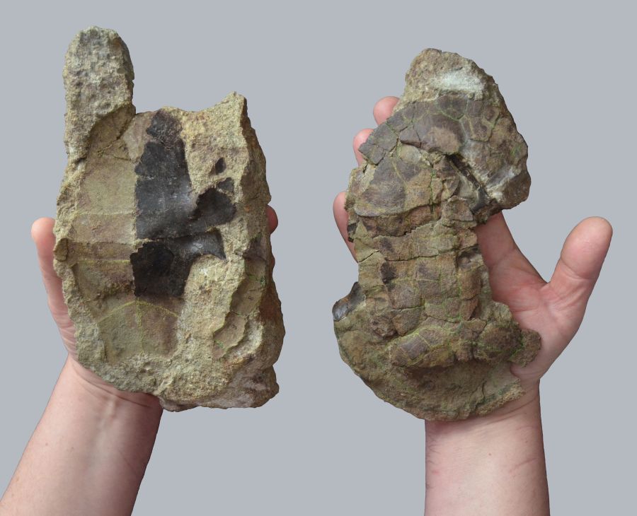 Plastron (left) and carapace (right) of the new turtle species Dortoka vremiri from the Late Cretaceous of the Hateg Basin (Romania).  © Zoltan Csiki-Sava