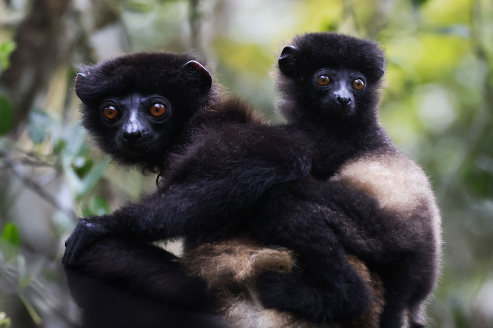 The Milne-Edwards's sifaka, sporting the classic black and white pigmentation pattern, found in Ranomafana National Park, Madagascar (Photo: NRowe, AllTheWorldsPrimates.org)