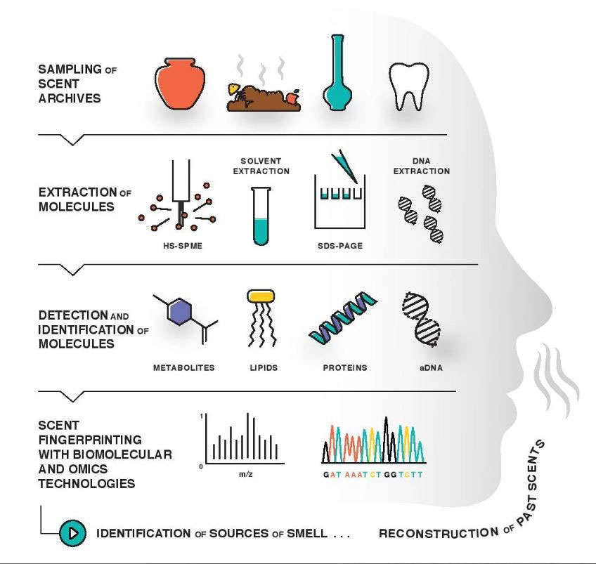 Localizing Smells: How Different Cultures Perceive Scents