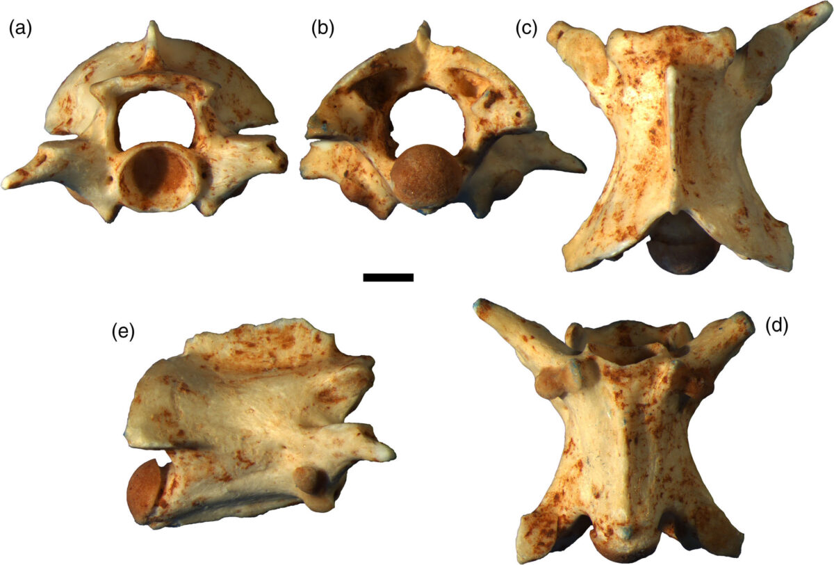 Vertabrae of the Psammophis odysseus,a species holotype,from the Museum of Natural Sciences in Madrid (image: George Georgalis)
