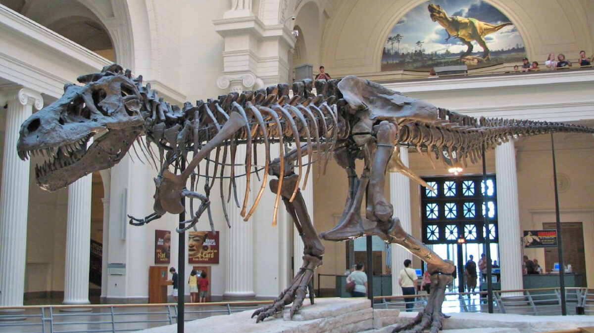 Tyrannosaurus Skeleton in the Field Museum of Natural History, Chicago (image: Wikipedia)  