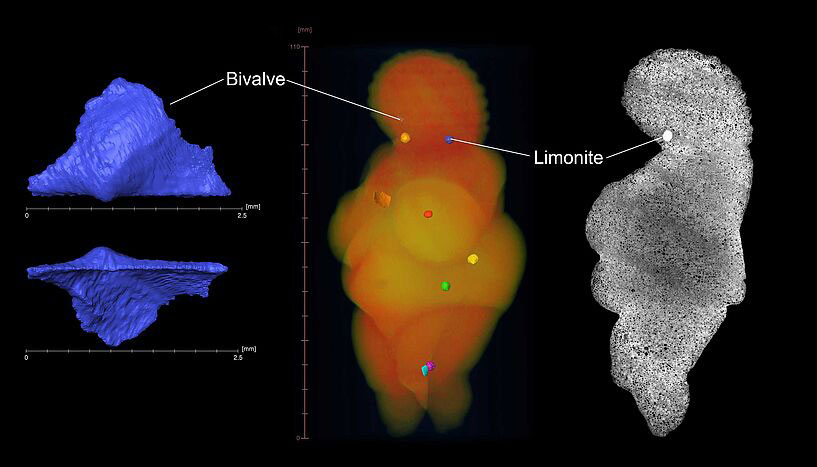 Pictures derived from micro-computed tomography scans of the Venus. Left: Segmented bivalve (Oxytomidae) that was located on the right side of the Venus head; scan resolution 11.5 μm; characteristic features are the umbo and the wings. Middle: Volume rendering of the virtual Venus; six embedded limonite concretions: neck right (orange), neck left (blue), breast left (red), belly left (yellow), hip left (green), leg left (purple); three mollusc fragments: bivalve head right (blue, only 2.5 mm long, see white line from label 