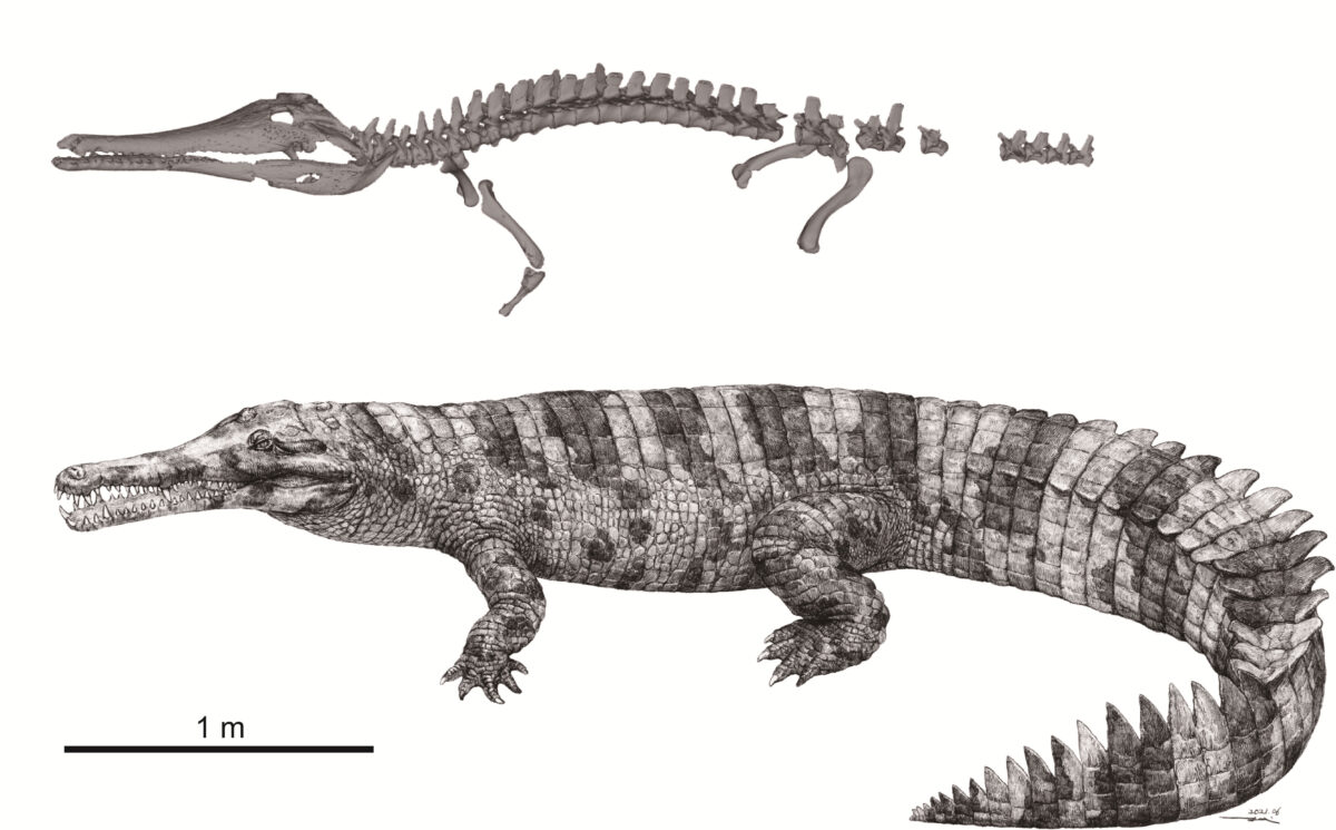Illustration of Hanyusuchus sinensis. ©2022 Masaya Iijima and Hikaru Amemiya