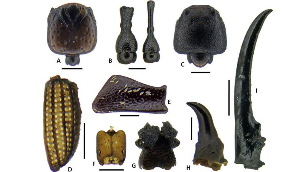Representative insect subfossils of indigenous/endemic taxa 1. A. Adamanthea (Staphylinidae) beetle head; B. Cossonine ‘B’ weevil heads, male and female; C. Paederine staphylinid beetle head; D. Mumfordia (Latridiidae) beetle right elytron; E. Ampagia (Curcuclionidae) weevil hind femur; F. Platyscapa (Agaonidae) fig wasp head; G. Proterhinus (Belidae) weevil head; H. Cryptotermes dolei (Kalotermitidae) termite mandible; I. Chelisoches morio (Chelisochidae) earwig forcep. Scale bars: A-H, 0.25 mm. I, 2 mm. Photo: Nick Porch