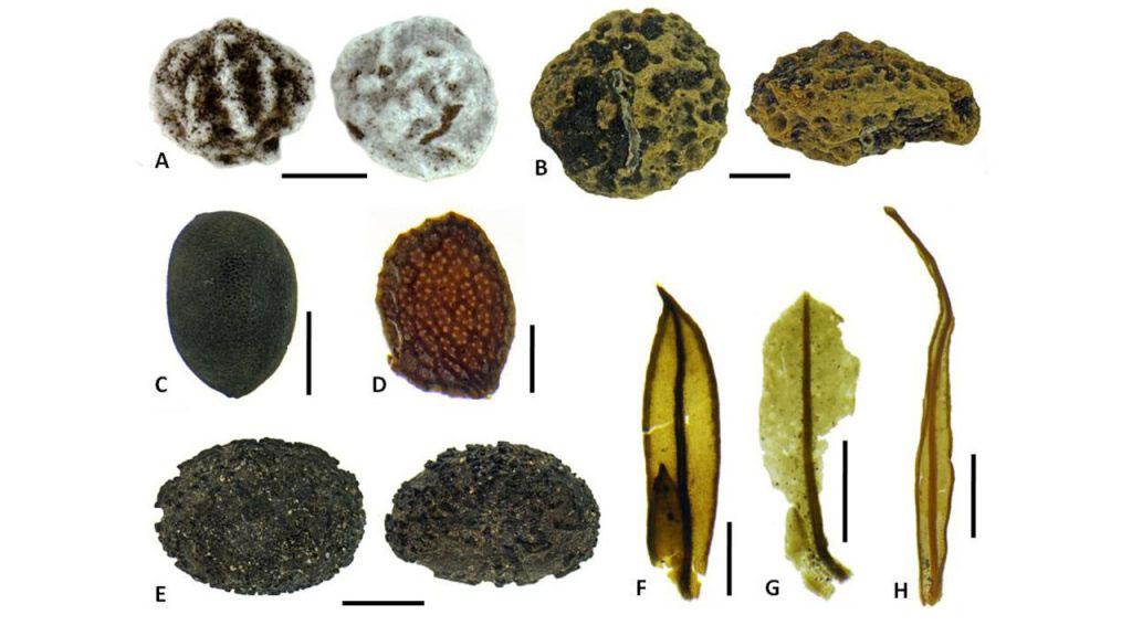 Plant macrofossils of potential extirpations or extinctions. Seeds: A. Trema cf. orientalis; B. cf. Claoxylon (ventral view; lateral view); C. Acalypha; D. Mussaenda; E. Macaranga (lateral view; dorsal view). Moss leaves: F. Fissidens cf. raiatensis; G. Calymperes cf. moorei; H. Calymperes cf. tahitensis. Scale bars: B, E, 2 mm; A, H, 1 mm; C, G, 0.5 mm; D, F, 0.25 mm. Photo: Nick Porch