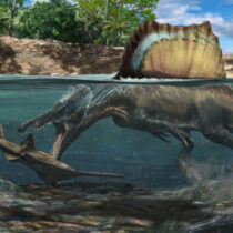 Dense bones allowed Spinosaurus to hunt underwater