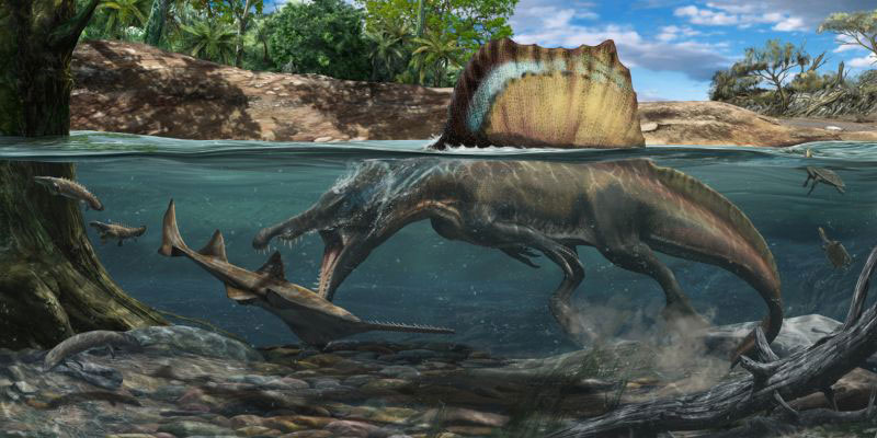 Dense bones in the skeleton of Spinosaurus strongly suggest it spent a substantial amount of time submerged in the water. Artwork credit: Davide Bonadonna