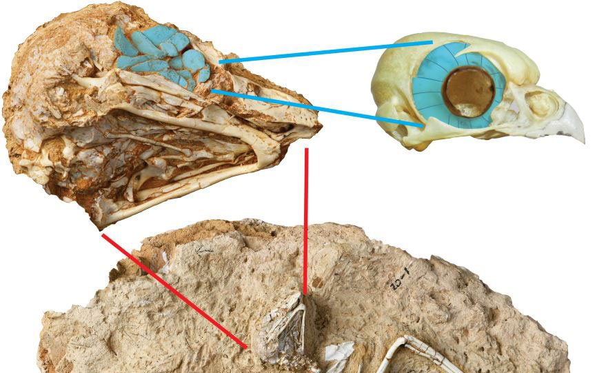 Fig 1. Fossil skeleton of the daytime active owl Miosurnia diurna from China (below) with an expanded view of the skull (top left). The eye bones or scleral ossicles are false colored blue and set in comparison with an intact ring in the skull of a pygmy owl Glaucidium (top right). (Image by IVPP) 