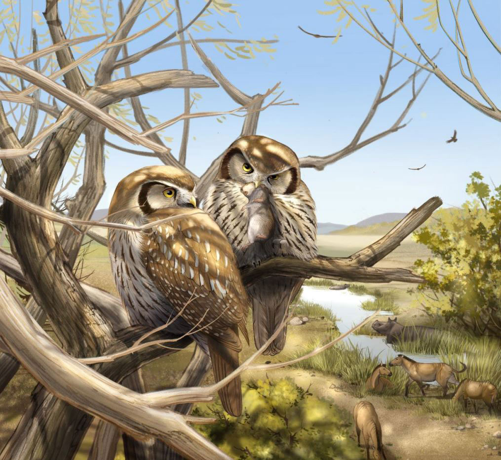 Reconstruction of the extinct owl Miosurnia diurna perched in a tree with its last meal of a small rodent, overlooking extinct three-toed horses and rhinos with the rising Tibetan Plateau on the horizon. (Image by IVPP)