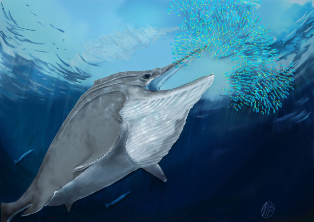Life reconstruction of a giant ichthyosaur from the Late Triassic bulk-feeding on a school of squid.
© © Marcello Perillo/ University of Bonn