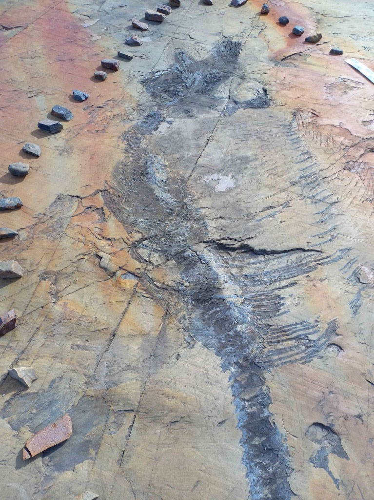 Fossil of pregnant ichthyosaur found in glacier