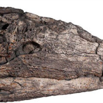 Previously unknown crocodile species lived in Asia 39 million years ago