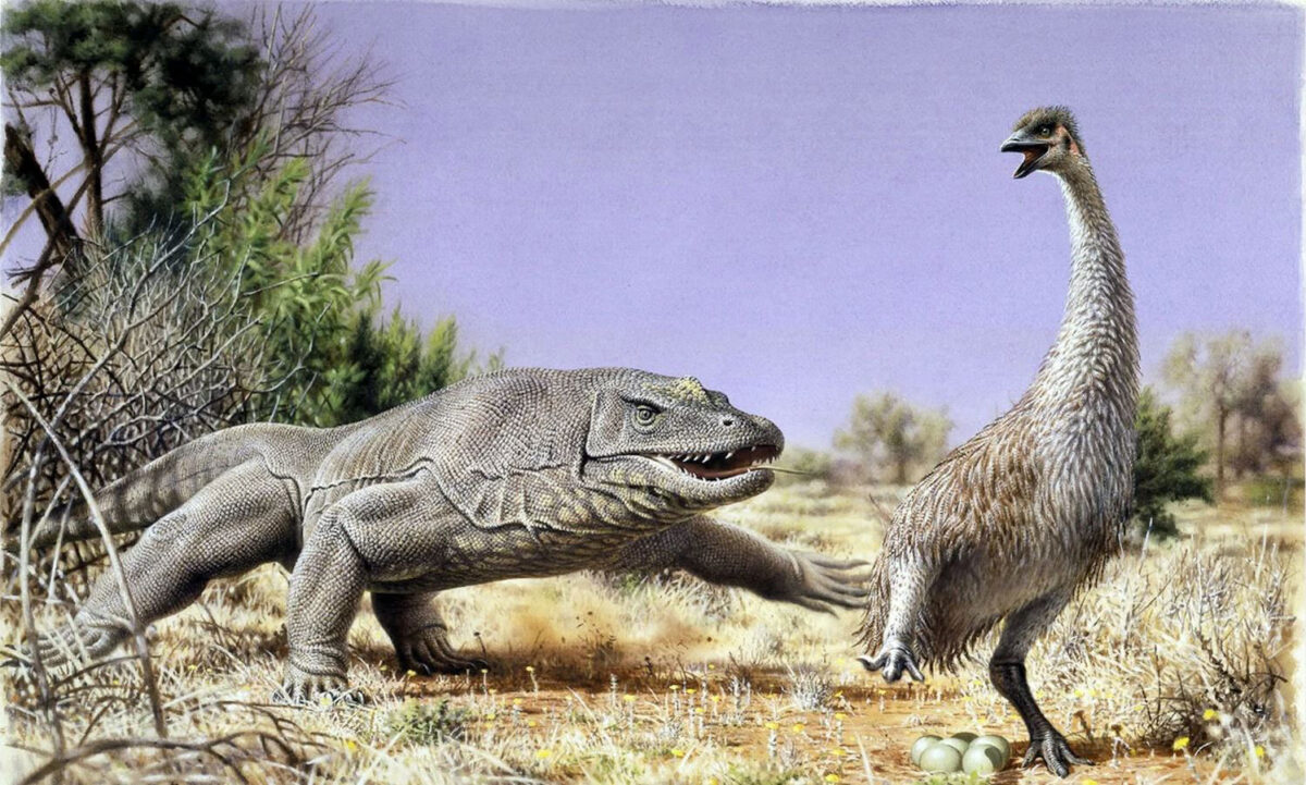 Detail from an illustration of Genyornis being chased from its nest by a Megalania lizard in prehistoric Australia. Credit: Peter Trusler.