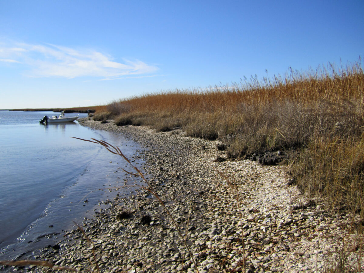 Eroding Late Holocene Native American oyster midden at low tide in Fishing Bay, Maryland. Credit: Torben Rick