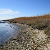 Indigenous oyster fisheries were hugely productive