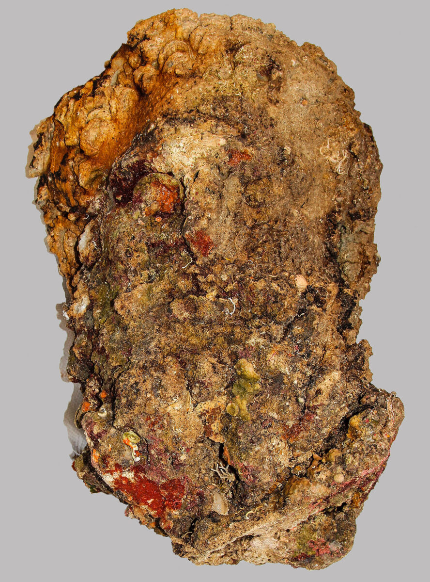 Diving investigation of agglomerate on a rock (image: MOCAS)