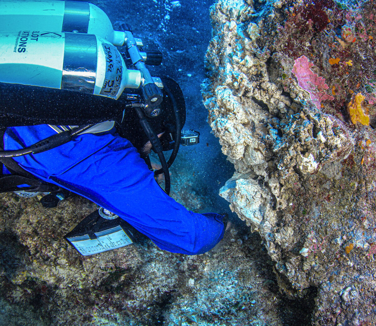 Diving investigation of agglomerate on a rock (image: MOCAS)