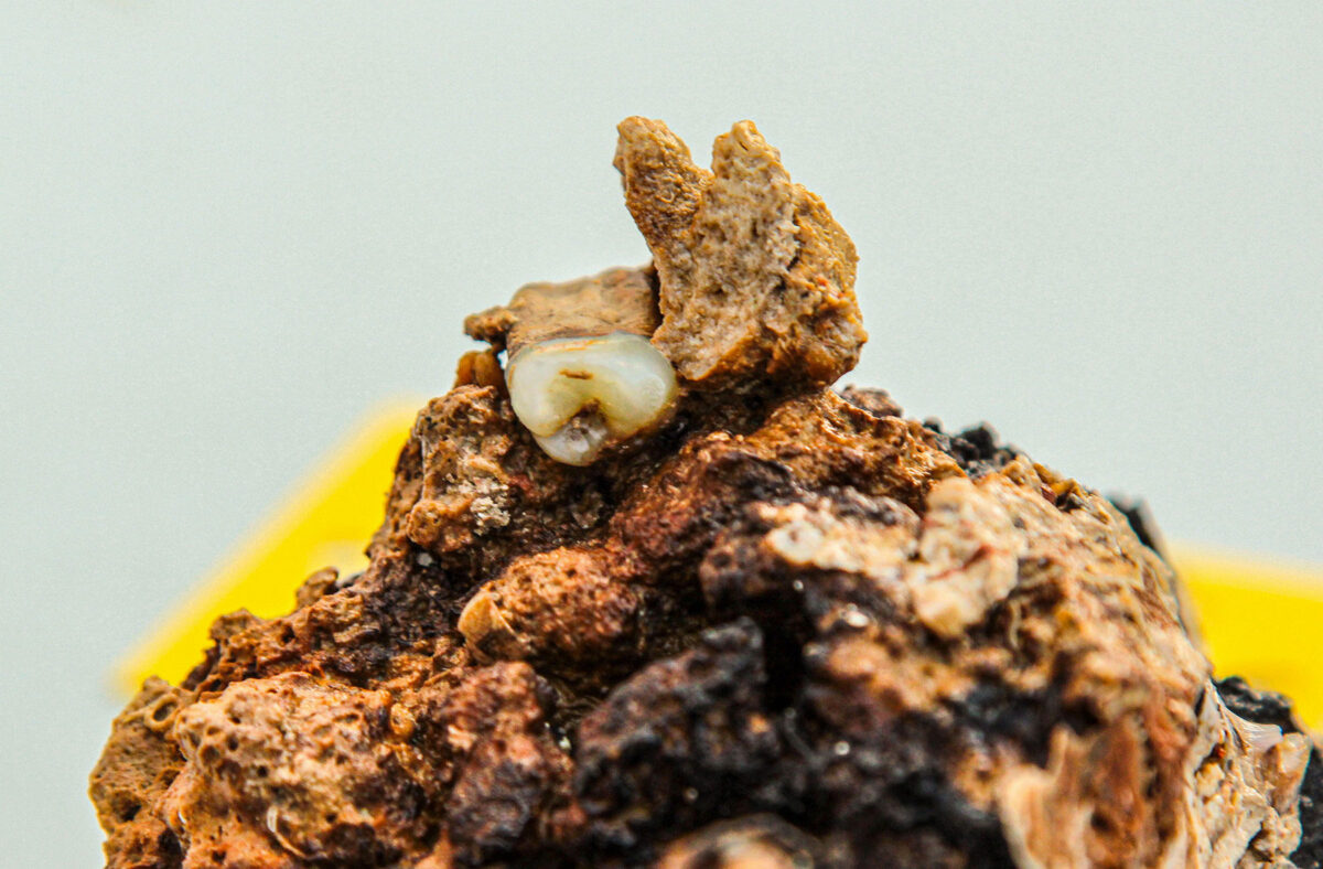 Close up of the human tooth in the agglomerate (image: MOCAS)
