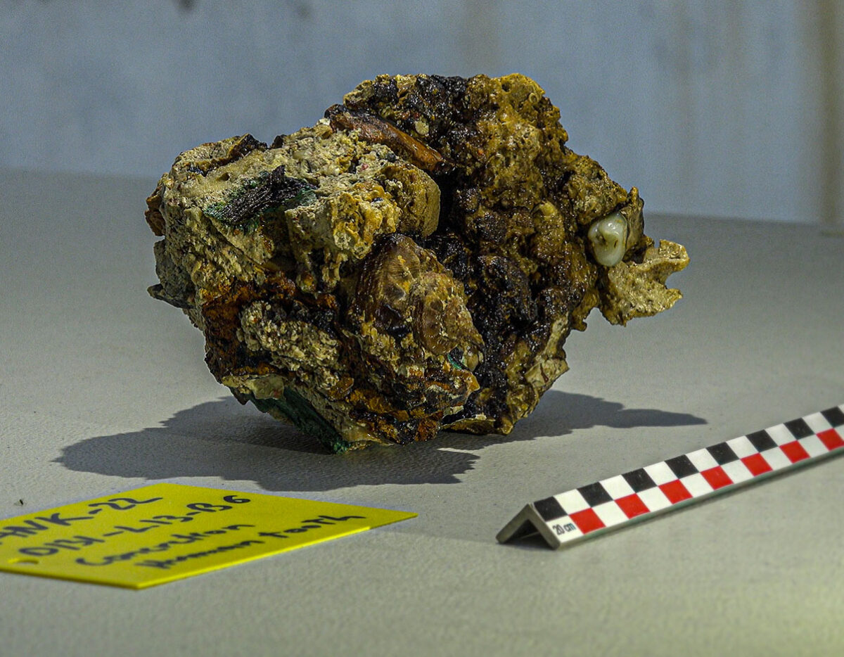 Photographing a solid agglomerate with visible human tooth (image: MOCAS)