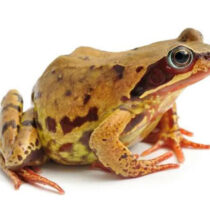 More than 8,000 frog bones found by an Iron Age roundhouse