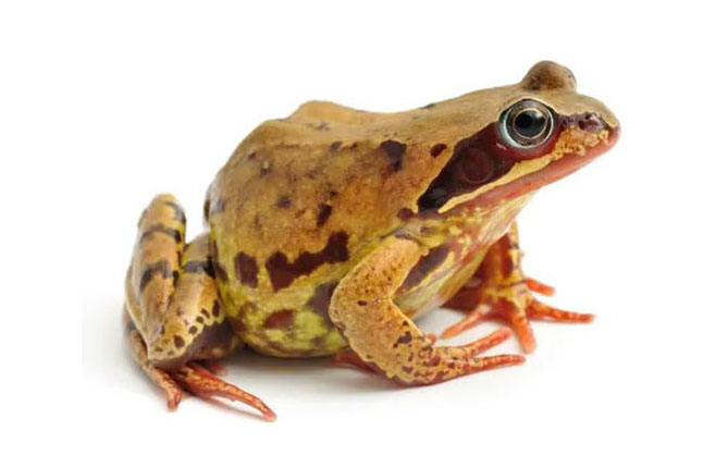 Archaeologists are trying to solve this prehistoric frog mystery. Photograph: Alasdair James/Getty