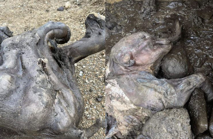 The preserved baby mammoth. Image credit : Willem Middelkoop