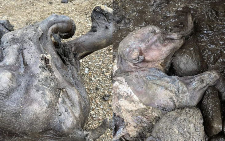 Mummified baby woolly mammoth found by gold miner in the Klondike