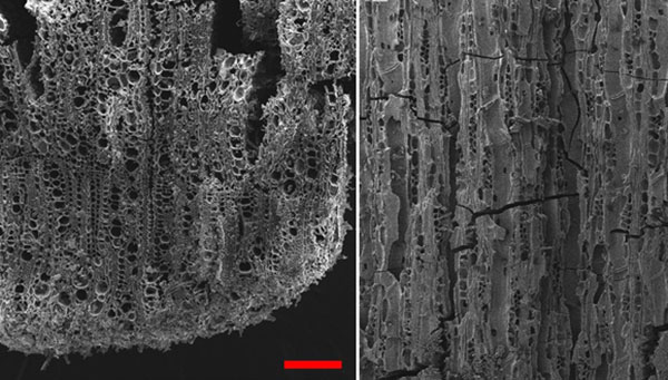 7,000 years-old microscopic remains of charred olive wood (Olea) recovered from Tel Tsaf (Photo: Dr. Dafna Langgut)