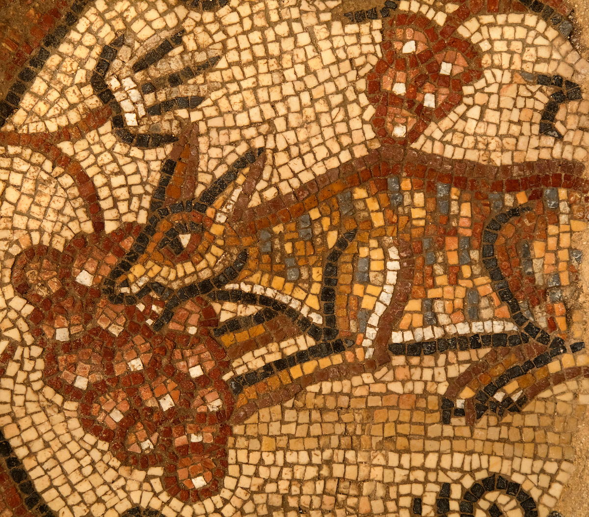 Fox eating grapes mosaic in Huqoq synagogue mosaic. Photo by Jim Haberman