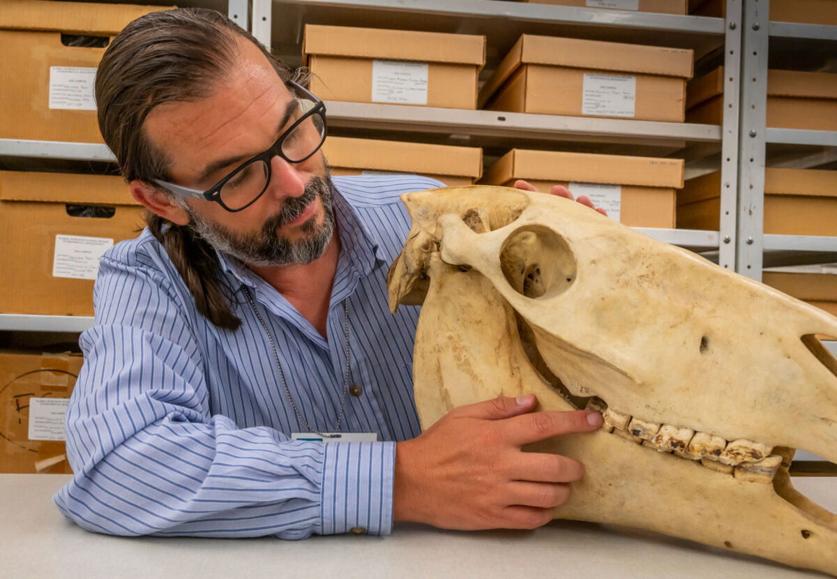 Based on the size, shape and pattern of wear, Nicolas Delsol determined the tooth is a molar that belonged to an adult horse and would have been located in the approximate position in the skull being pointed to in this photo. ©Florida Museum. Photo by Jeff Gage