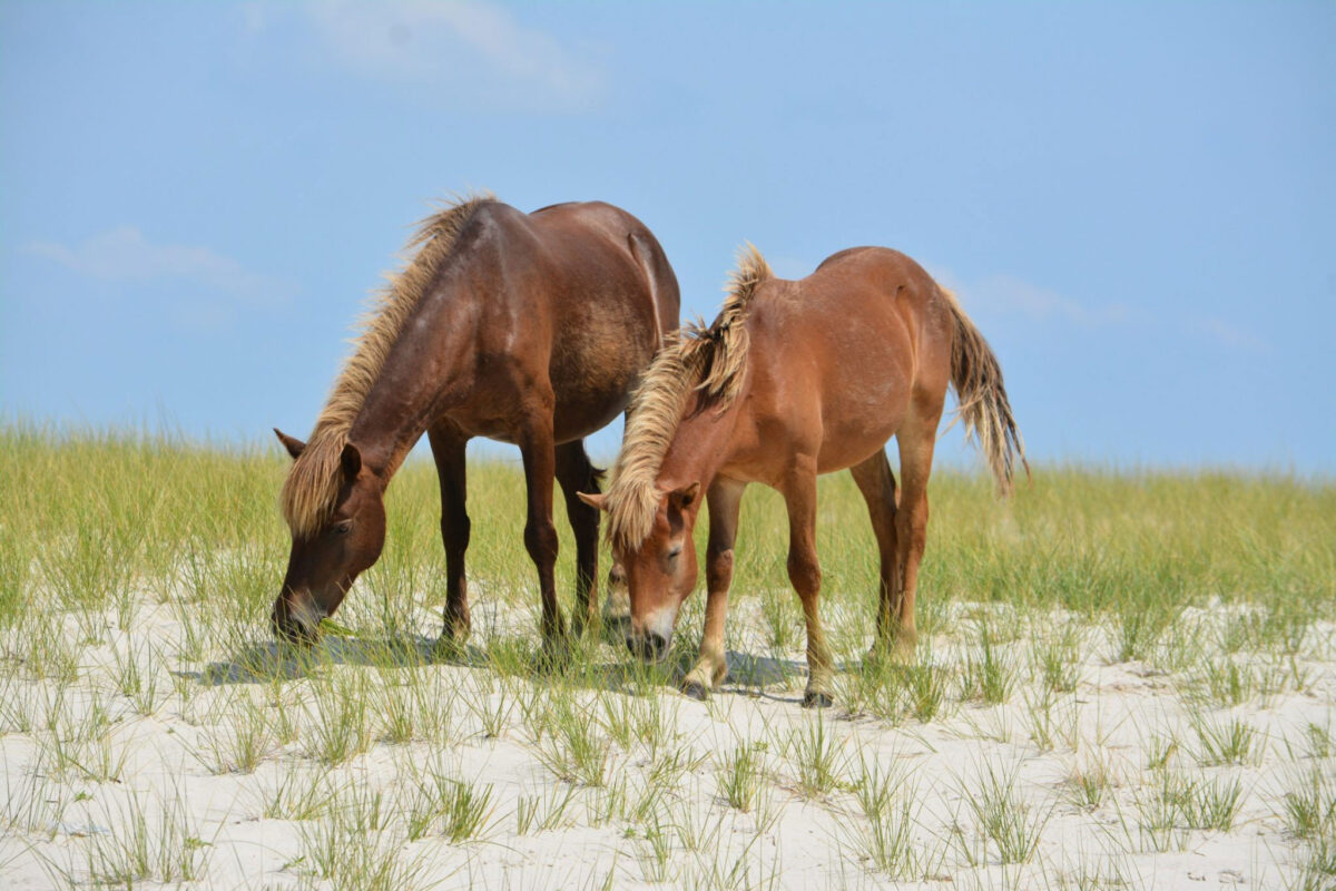 The feral Assateague herd is currently jointly managed by the National Park Service on the northern half of the island in Maryland and by the Chincoteague Volunteer Fire Company on the southern half in Virginia. Photo by the National Park Service, CCO