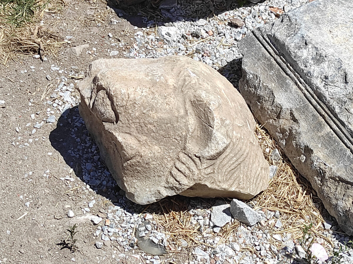 Part of a marble lion head which had been used as building material in the northeastern walls of the Mytilene Castle. Image: ΑΜΝΑ