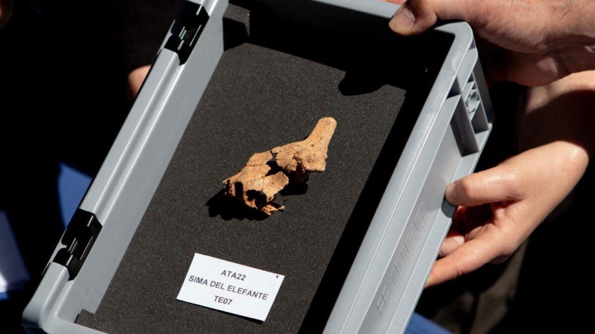 Find from the Sima del Elefante cave site in Atapuerca.
