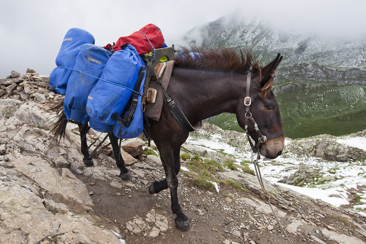 Army Pack Mule