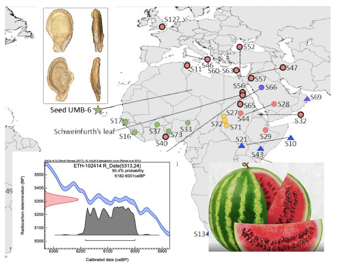 An unexpected new insight from this study is that Citrullus appears to have initially been collected or cultivated for its seeds, not its sweet flesh, consistent with seed damage patterns induced by human teeth in the oldest Libyan material. (Image courtesy of Molecular Biology and Evolution)