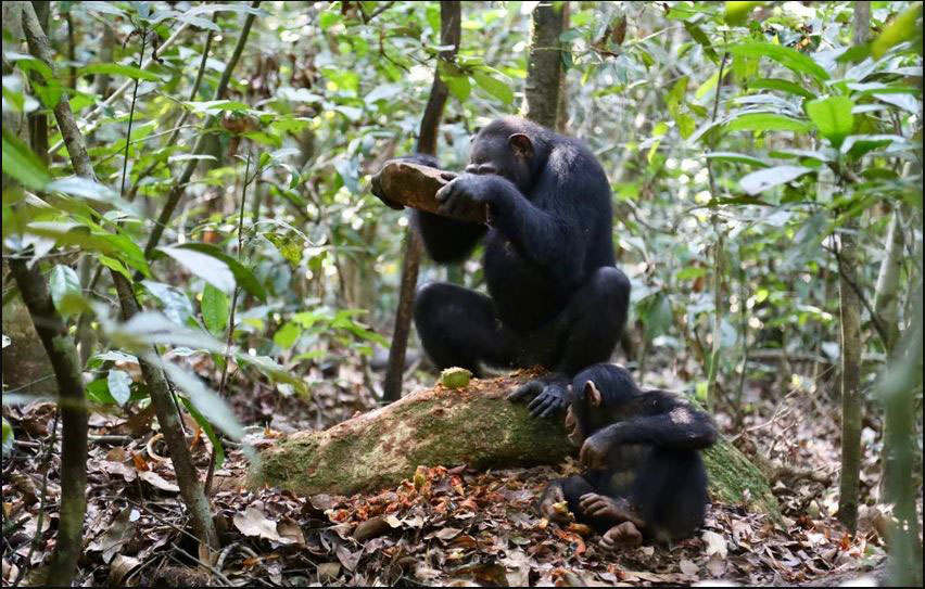 Female chimpanzee cracking Panda oleosa nuts using a granodiorite hammerstone on a wooden (panda tree root) anvil. © Liran Samuni, Taï Chimpanzee Project