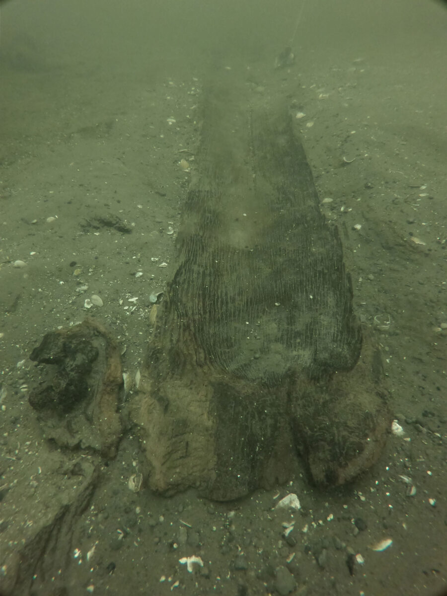 The 3,000-year-old dugout canoe is carved from a single piece of white oak and measures approximately 14.5 feet in length. 