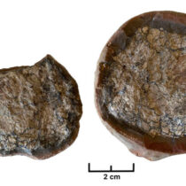 Study of 300-million-year-old faeces finds meat on the menu
